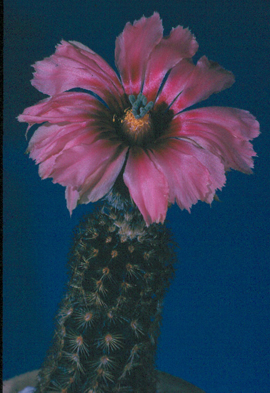 Echinocereus Fitchii