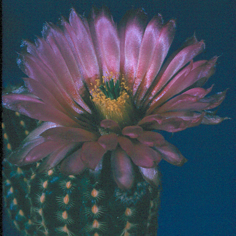 Echinocereus albispinus