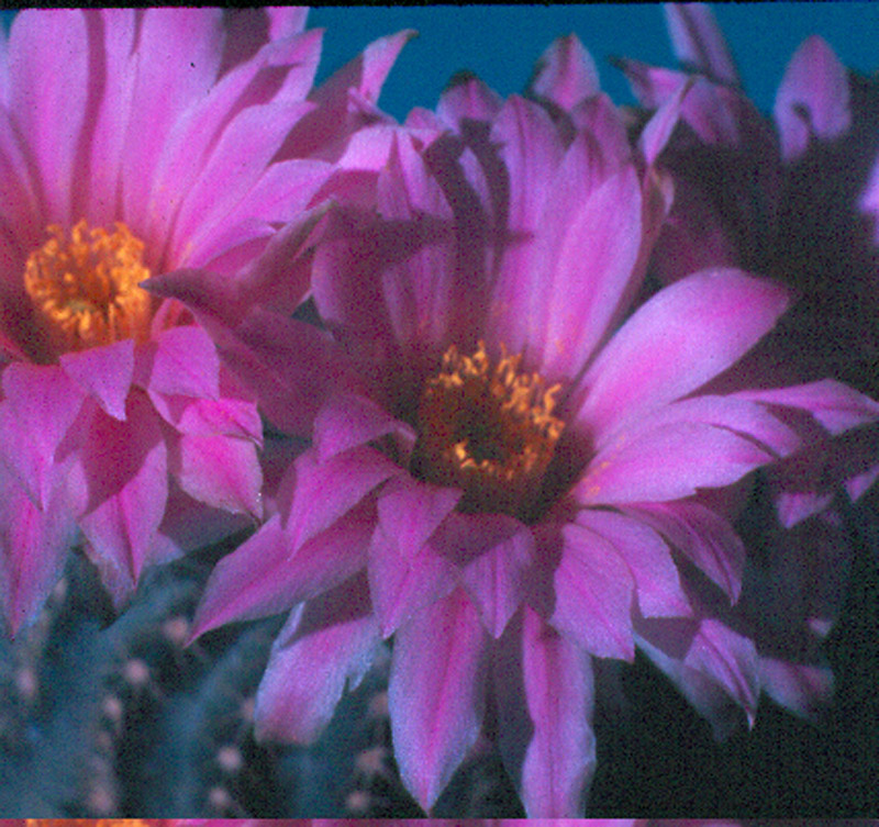 Echinocereus pulchellus