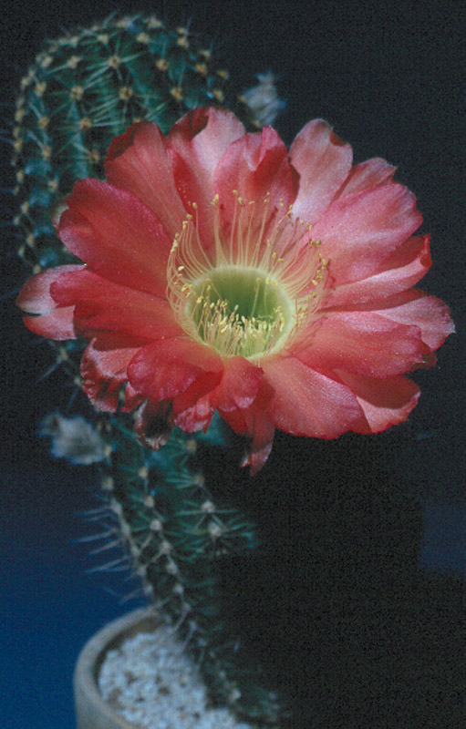 Lobivopsis hybrid 'Kate Walker'