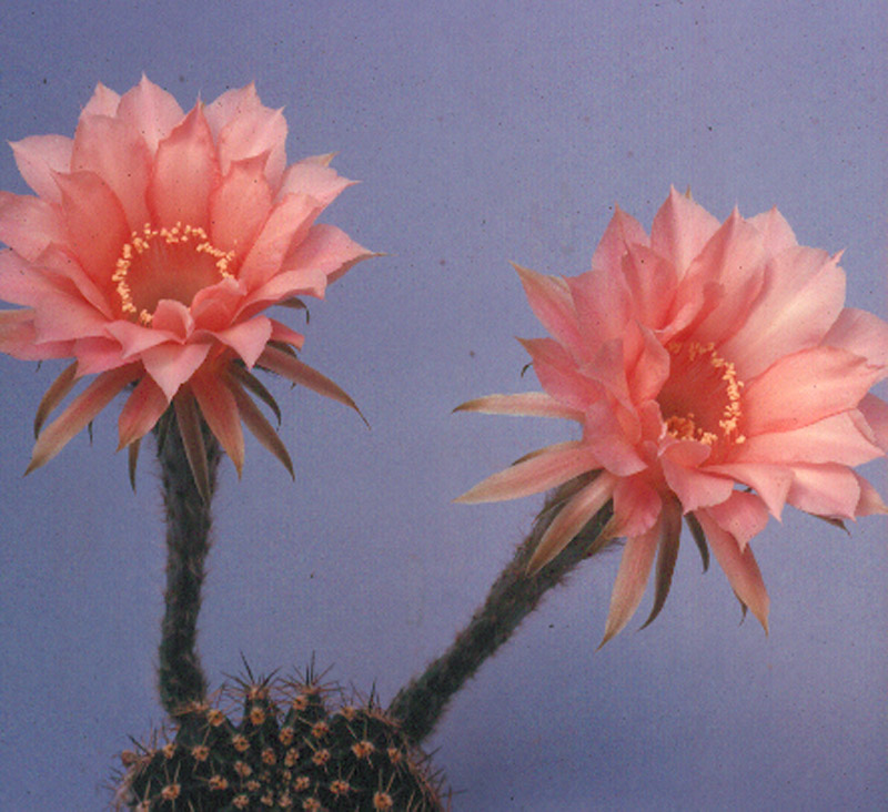 Lobivopsis hybrid 'Kate Walker'