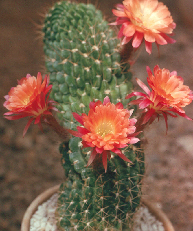 Lobivopsis tricolor