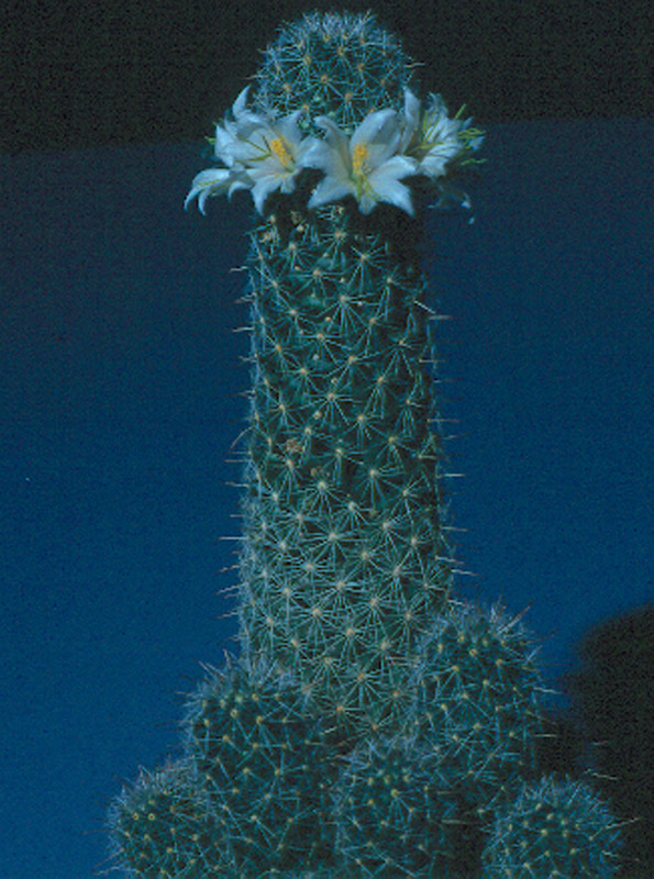 Mammillaria Bullardiana