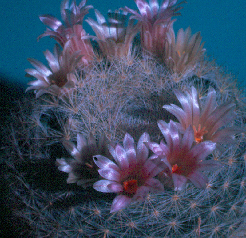 Mammillaria Candida 'Rosea'