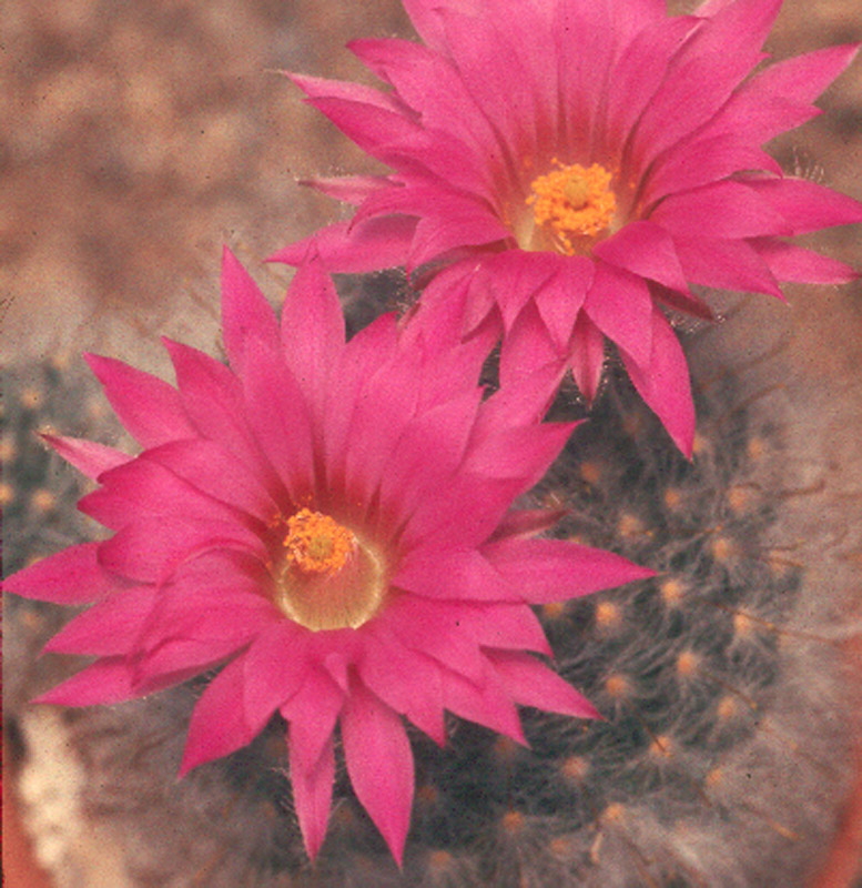 Mammillaria Guelzowiana