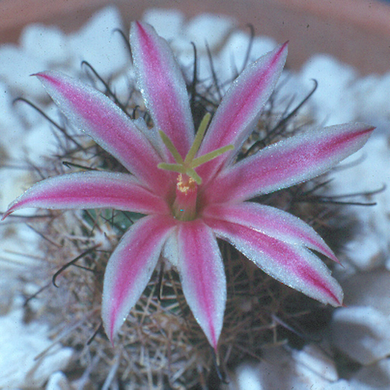 Mammillaria blossfeldiana