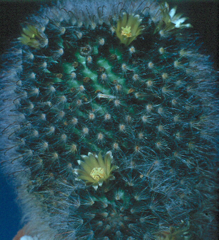 Mammillaria bocasana