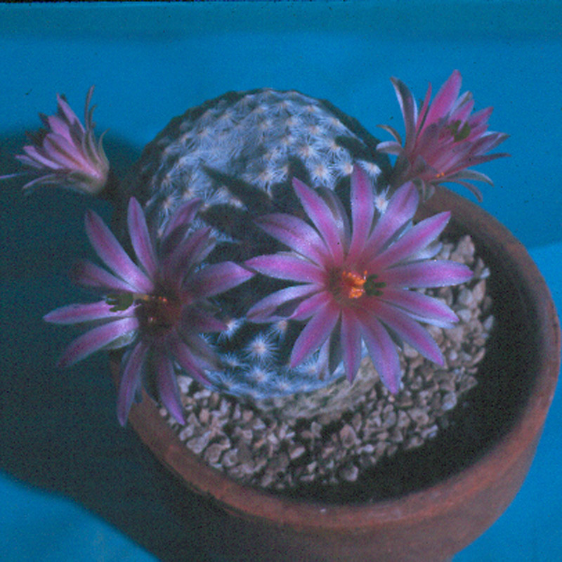 Mammillaria hereranae