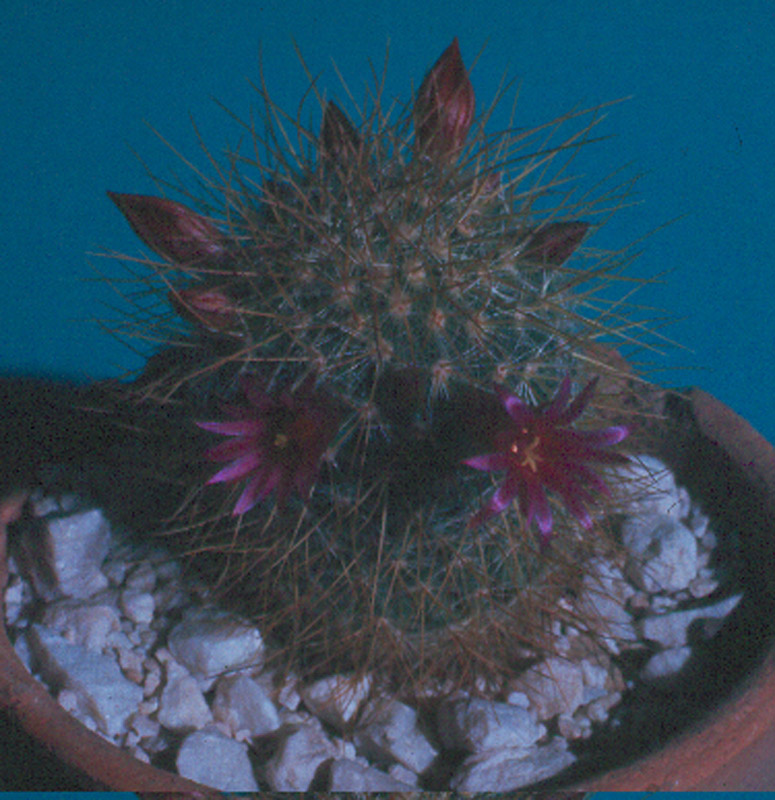 Mammillaria rekoi