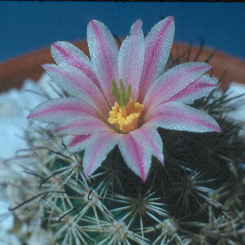 Mammillaria shurliana