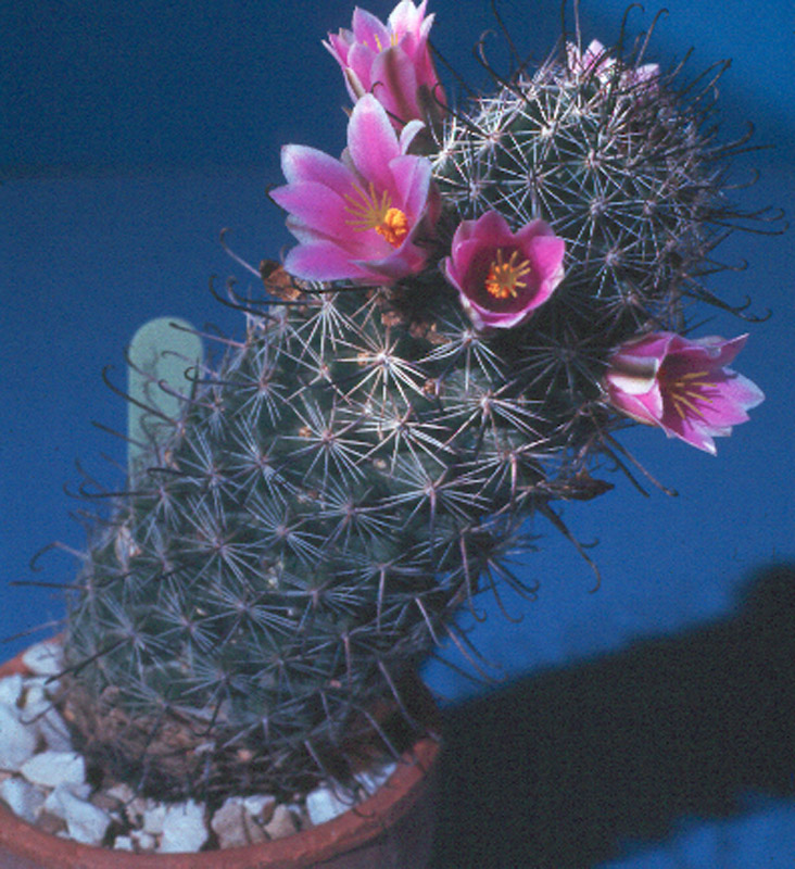 Mammillaria swinglei