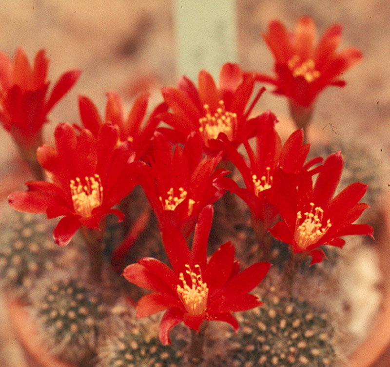 Rebutia senilis