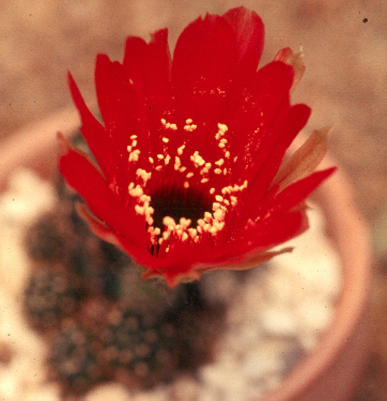 Rebutia senilis