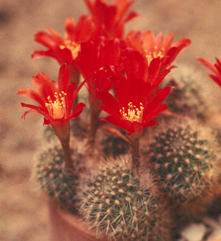 Rebutia senilis