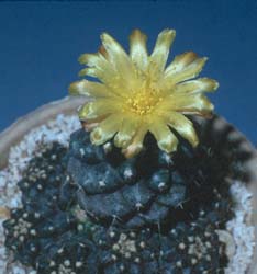 Copiapoa humilis