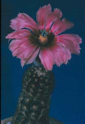 Echinocereus Fitchii