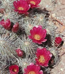 Echinocereus stramineus