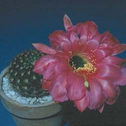 Echinopsis Kermritteri hybrid