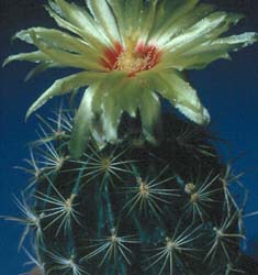 Hamatacactus setispinus