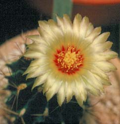 Hematacactus setispinus