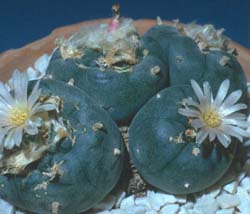 Lophophora Williamsii