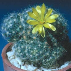 Mammillaria Baumii