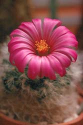 Mammillaria Guelzowiana