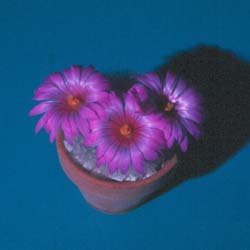 Mammillaria Guelzowiana