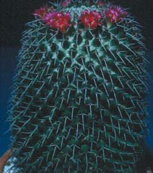 Mammillaria Hidalgensis