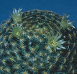 Mammillaria Sheideana