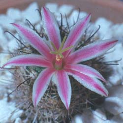 Mammillaria blossfeldiana