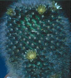 Mammillaria bocasana