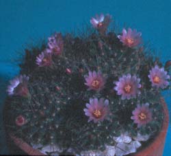 Mammillaria glochidata