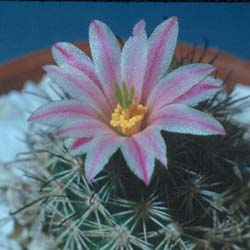 Mammillaria shurliana