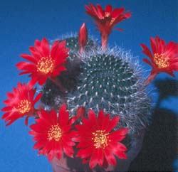 Rebutia senilis