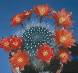 Rebutia spinosissima