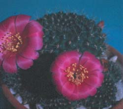 Rebutia violaciflora