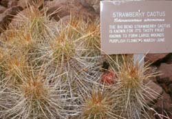 Strawberry Cactus