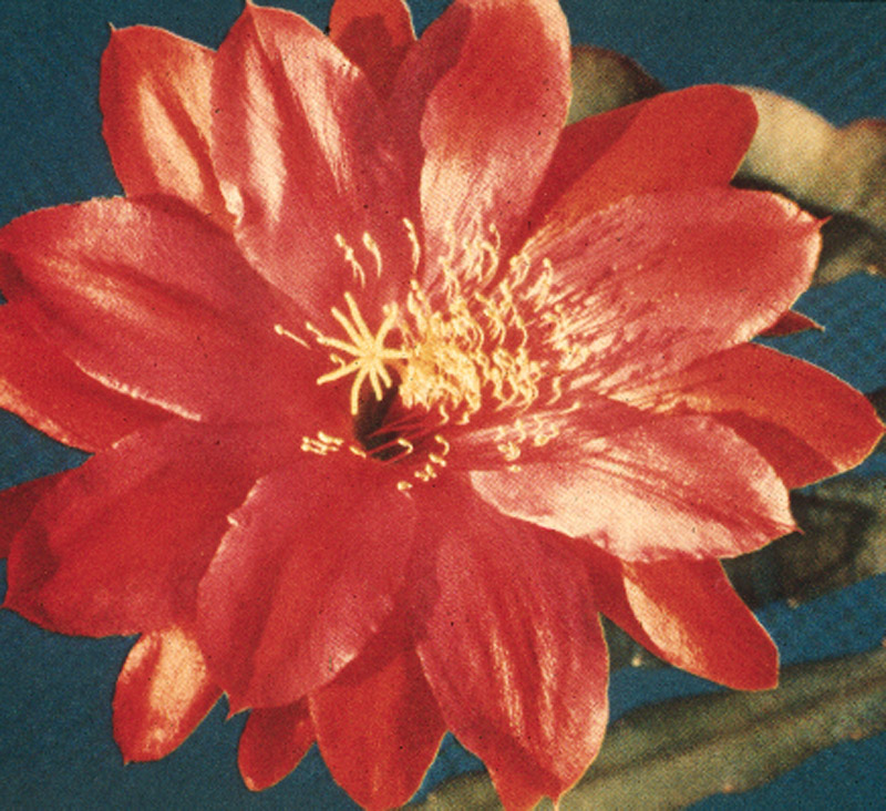 Epiphyllum hybrid 'Conway Giant'