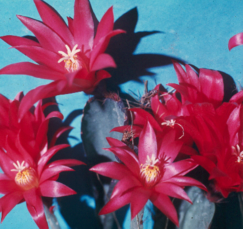 Zygocactus hybrid 'Crimaon Giant'