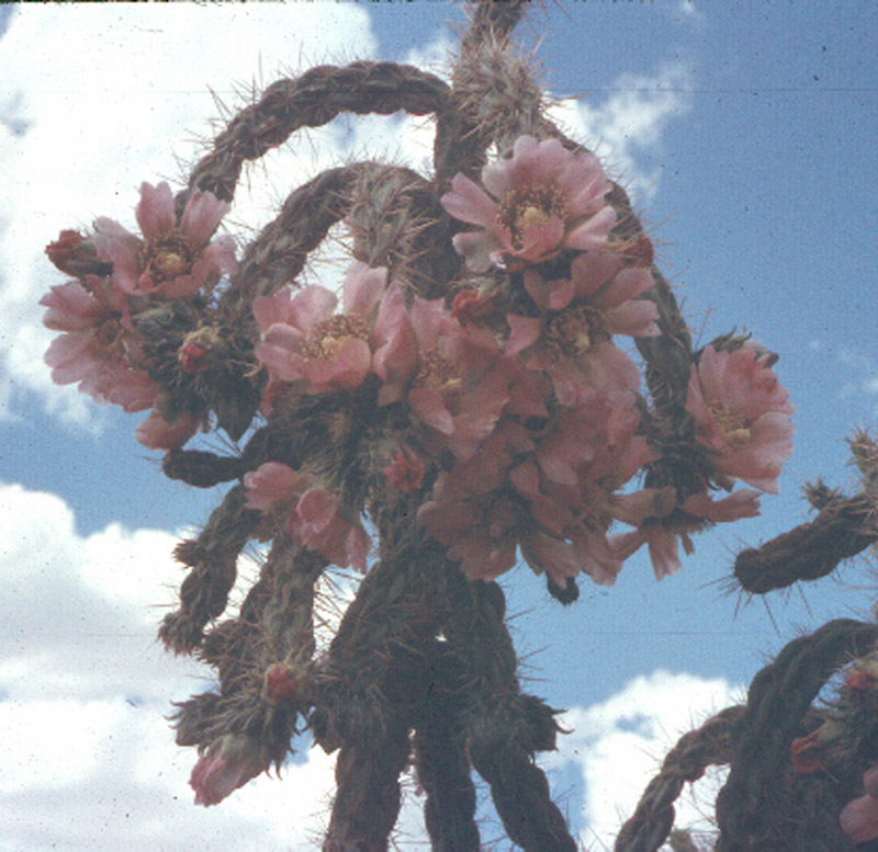 Cholla cactus blossoms