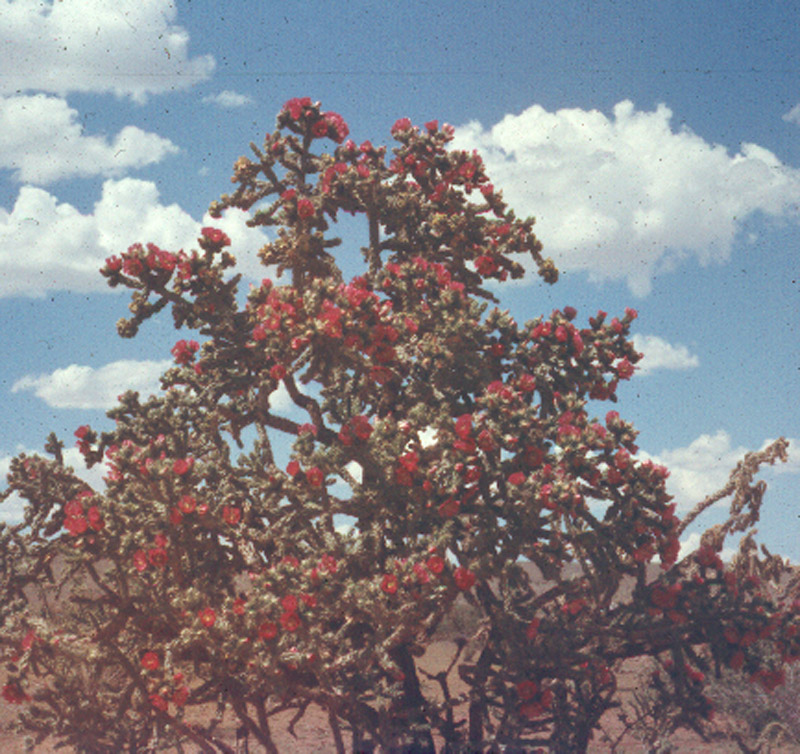 Cholla cactus blossoms