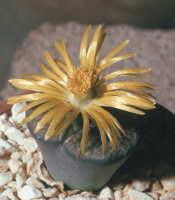 Lithops nelli