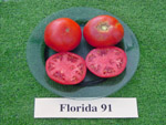 florida91