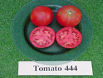 tomato444