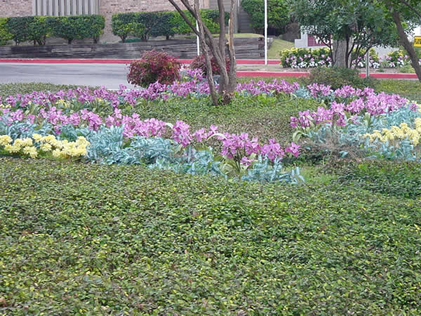 asian jasmine ground cover