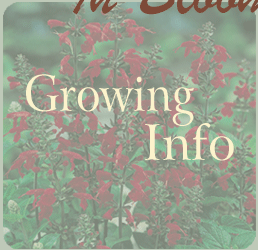 Growing Information