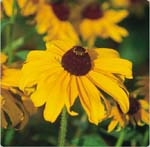 Black-Eyed Susan