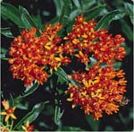 Butterfly Weed