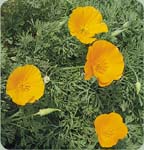 California Poppy